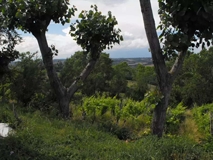 Immagine 23 di Rustico / casale in vendita  a Senigallia