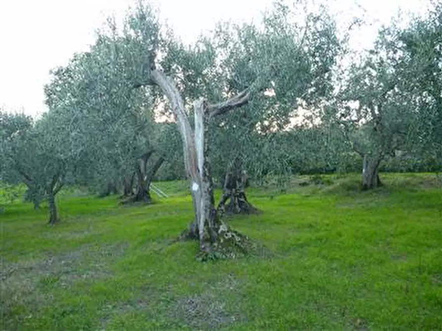 Immagine 5 di Rustico / casale in vendita  in Via San Pietro a Montegridolfo