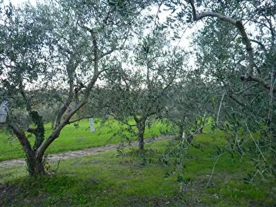 Immagine 7 di Rustico / casale in vendita  in Via San Pietro a Montegridolfo