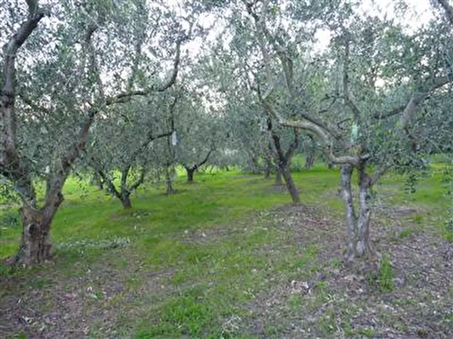 Immagine 9 di Rustico / casale in vendita  in Via San Pietro a Montegridolfo