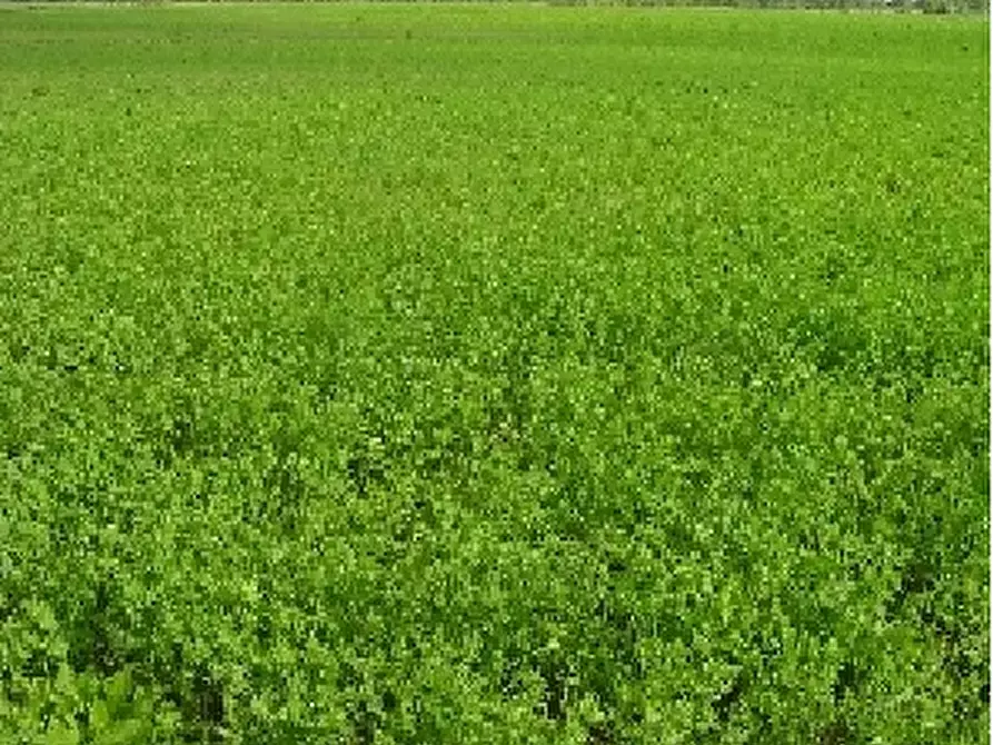 Immagine 1 di Terreno in vendita  in Via Romagna a Gradara