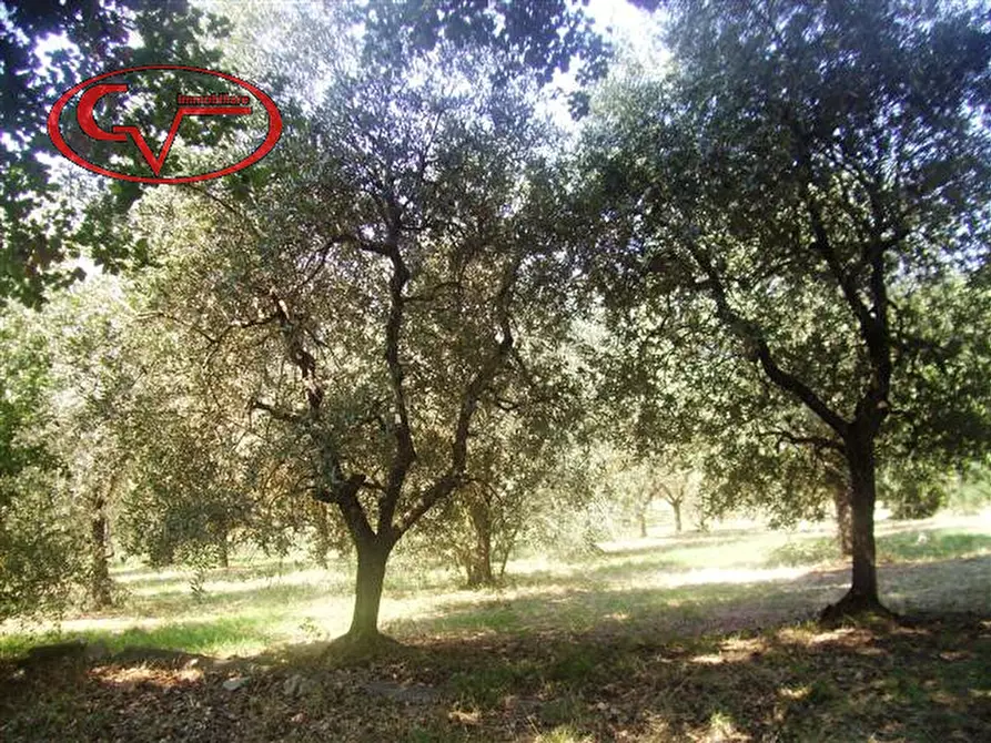 Immagine 2 di Terreno in vendita  in Via Magiotti a Bucine