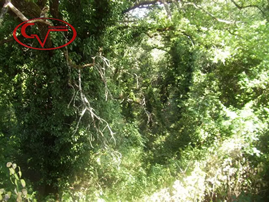 Immagine 3 di Terreno in vendita  in Via Magiotti a Bucine