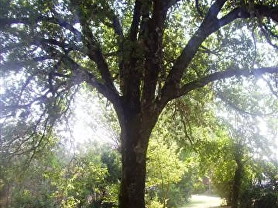 Immagine 5 di Terreno in vendita  in Via Magiotti a Bucine
