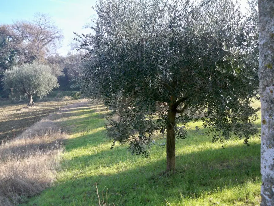 Immagine 18 di Rustico / casale in vendita  a Senigallia