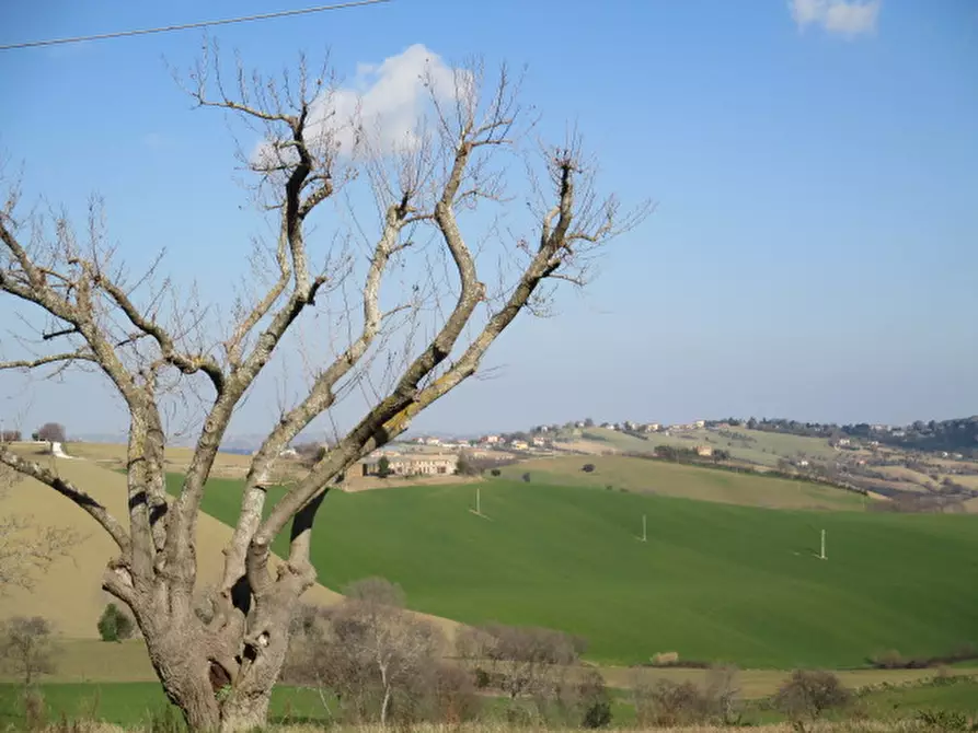 Immagine 17 di Rustico / casale in vendita  a Belvedere Ostrense
