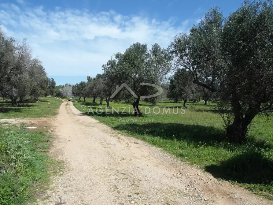 Immagine 5 di Terreno in vendita  a Racale