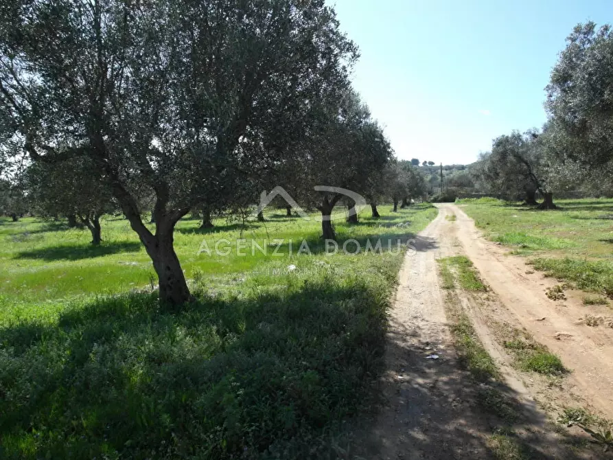 Immagine 8 di Terreno in vendita  a Racale