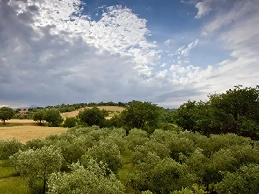Immagine 2 di Attività commerciale in vendita  in strada provinciale26 a Cartoceto