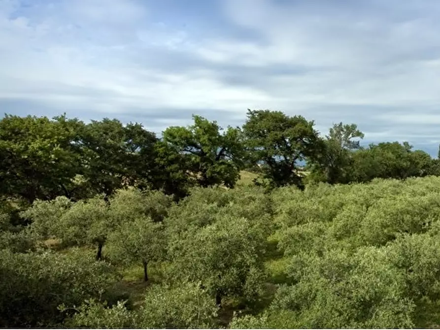 Immagine 3 di Attività commerciale in vendita  in strada provinciale26 a Cartoceto