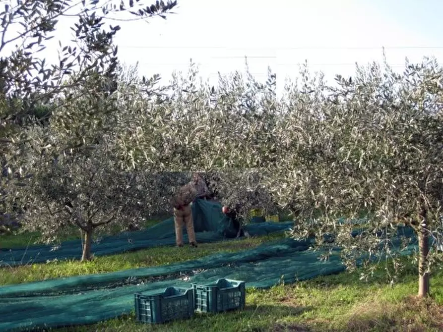 Immagine 4 di Attività commerciale in vendita  in strada provinciale26 a Cartoceto