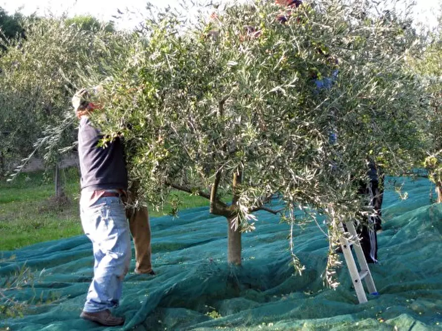 Immagine 5 di Attività commerciale in vendita  in strada provinciale26 a Cartoceto