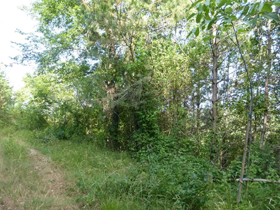 Immagine 3 di Terreno in vendita  a Tregnago