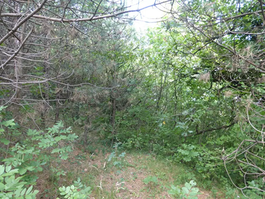 Immagine 4 di Terreno in vendita  a Tregnago