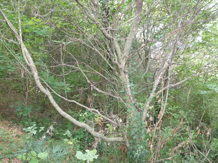 Immagine 5 di Terreno in vendita  a Tregnago