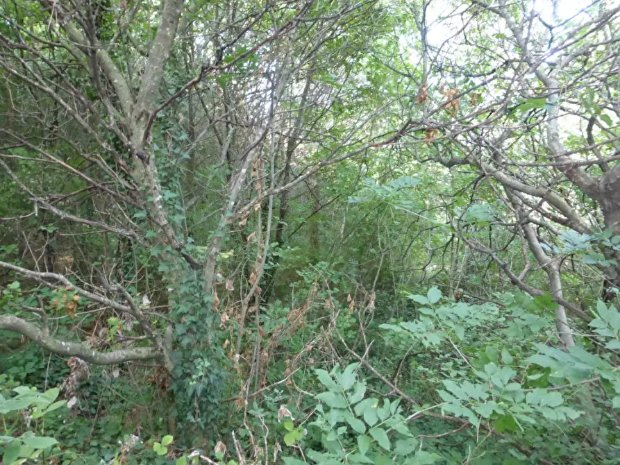 Immagine 6 di Terreno in vendita  a Tregnago