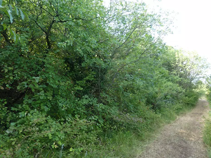 Immagine 7 di Terreno in vendita  a Tregnago