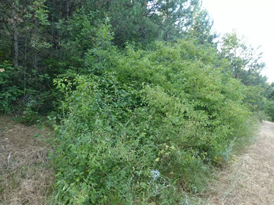 Immagine 8 di Terreno in vendita  a Tregnago