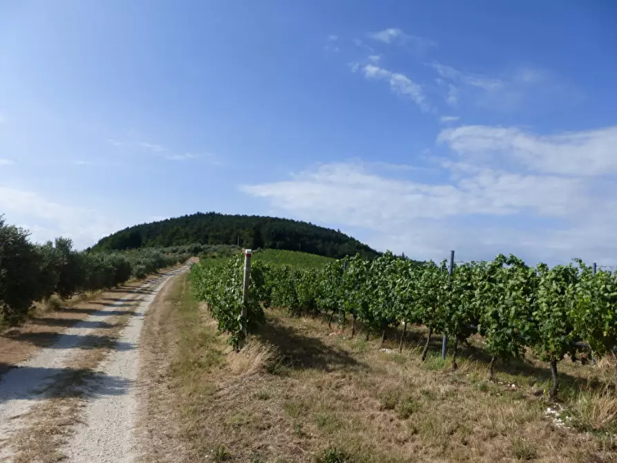 Immagine 11 di Terreno in vendita  a Tregnago
