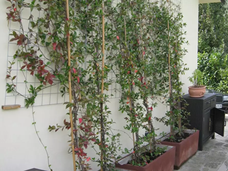 Immagine 11 di Villa in affitto  in telo, tramonte,  via pozzacale a Abano Terme