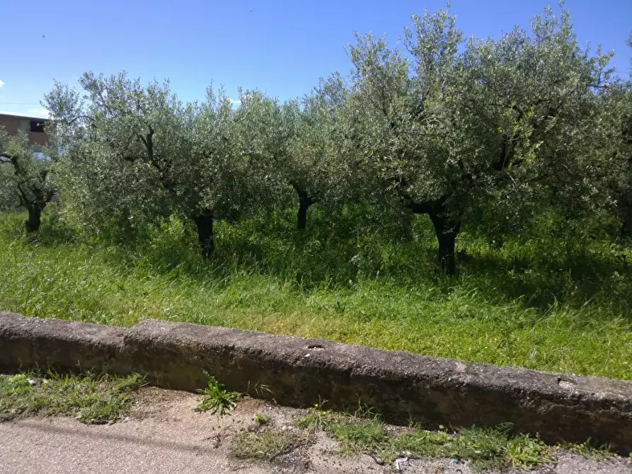 Immagine 3 di Terreno in vendita  in VIA ALESSANDRO VOLTA a Eboli