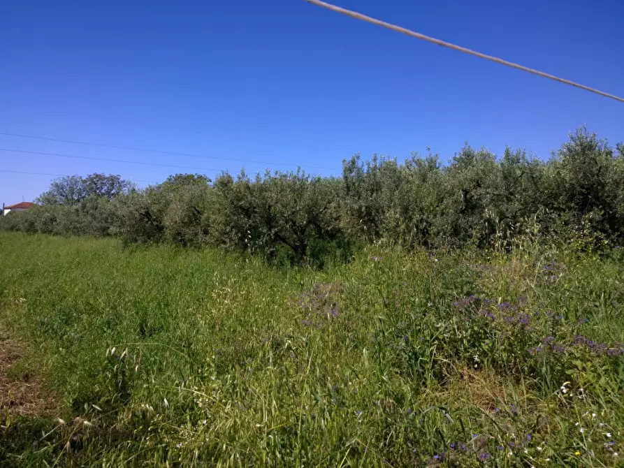 Immagine 4 di Terreno in vendita  in VIA ALESSANDRO VOLTA a Eboli