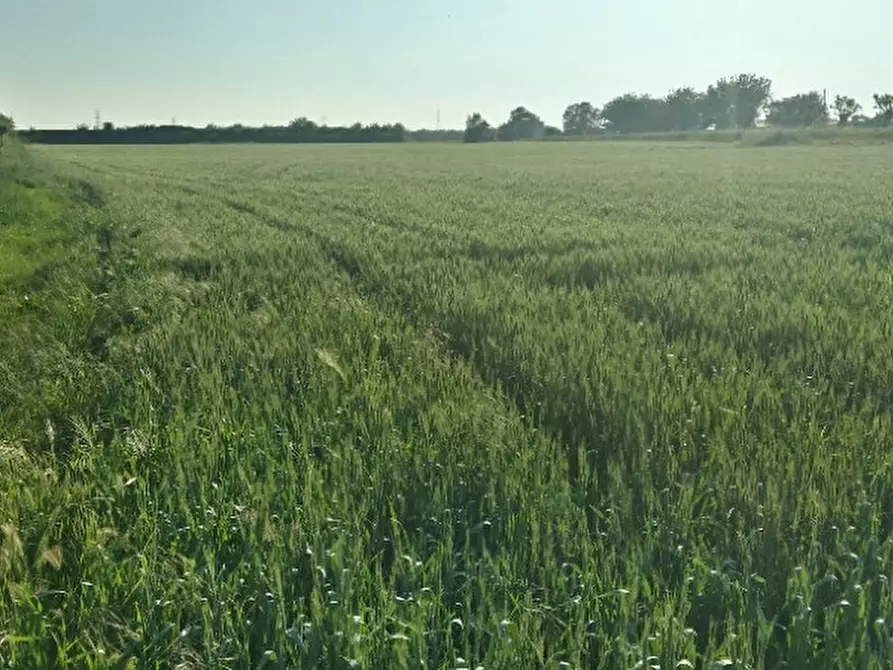 Immagine 5 di Terreno in vendita  in via agora a Noventa Vicentina