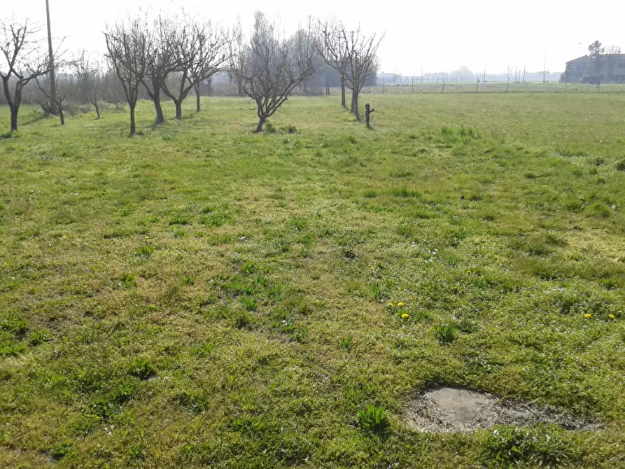 Immagine 3 di Casa bifamiliare in vendita  a Badia Polesine