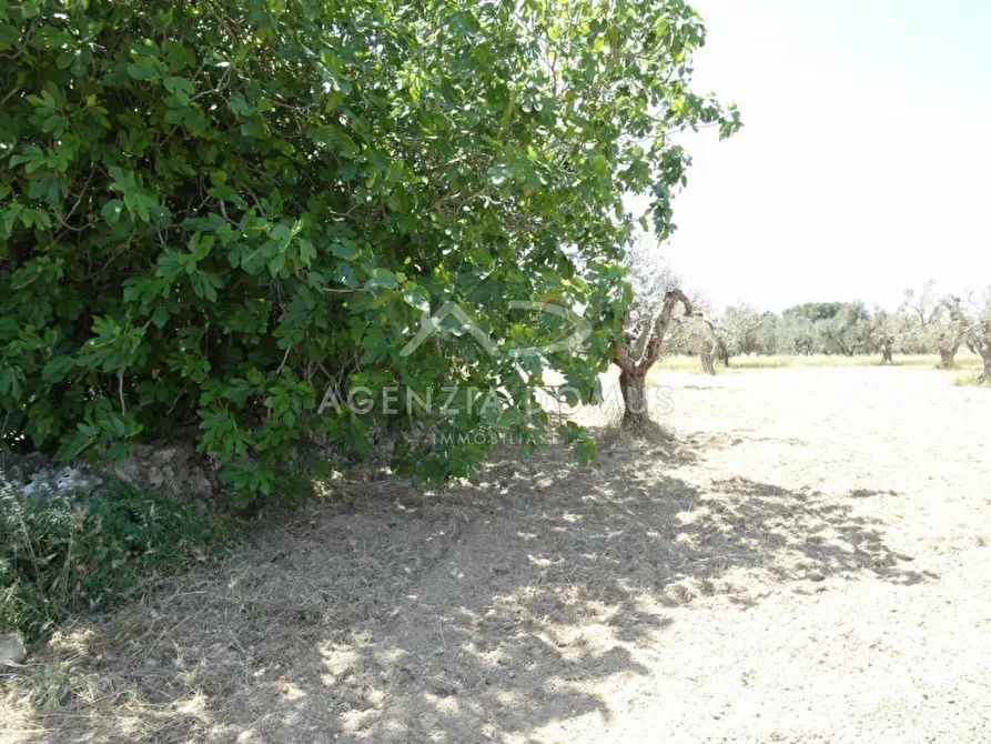 Immagine 9 di Terreno in vendita  in Località Argillari a Racale