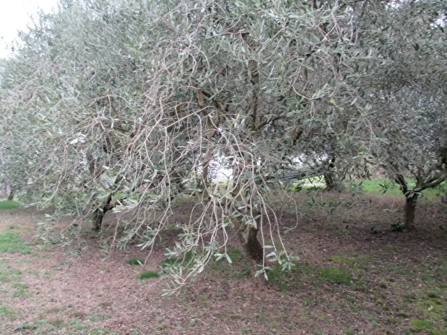 Immagine 55 di Rustico / casale in vendita  a Ostra