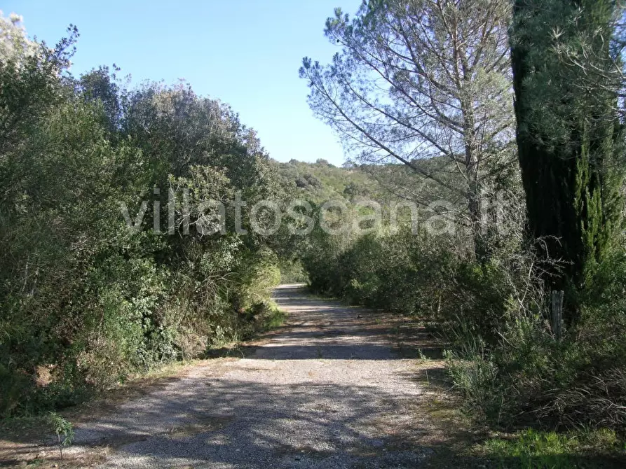 Immagine 5 di Casa indipendente in vendita  a Castiglione Della Pescaia