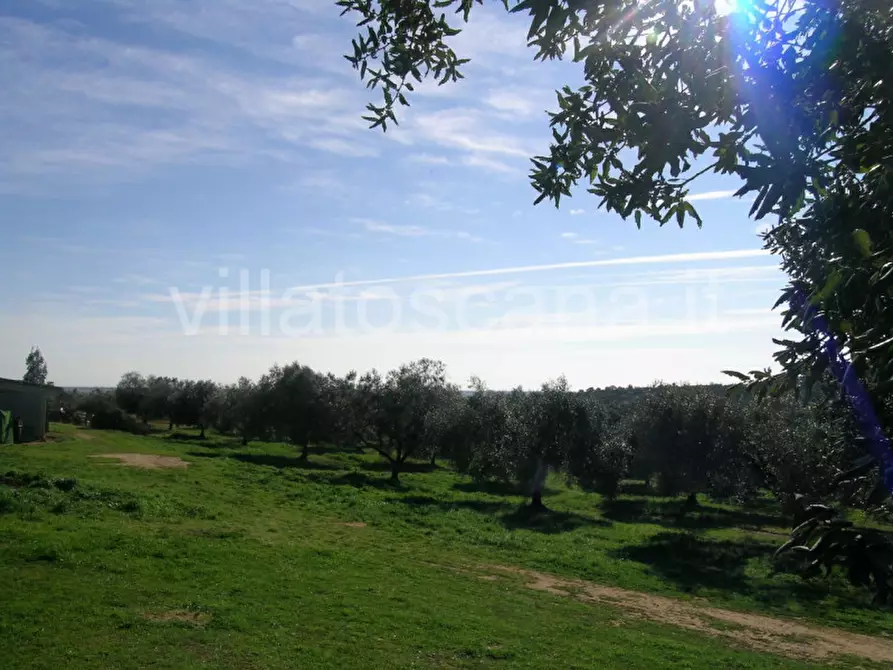 Immagine 40 di Casa indipendente in vendita  a Castiglione Della Pescaia