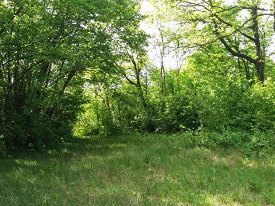 Immagine 4 di Terreno in vendita  a Villaga