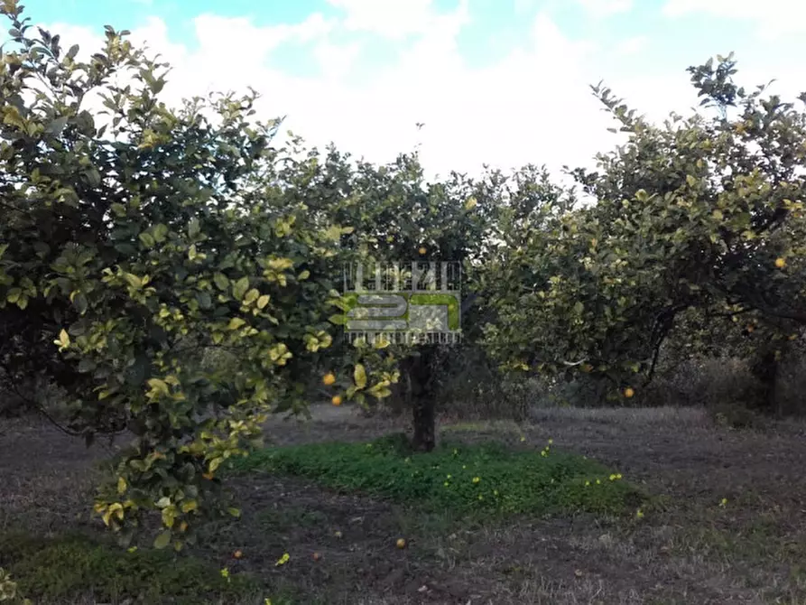 Immagine 1 di Terreno in vendita  in c/da Gallina a Avola