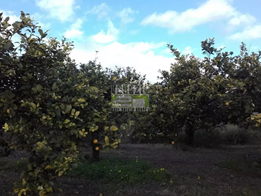 Immagine 4 di Terreno in vendita  in c/da Gallina a Avola