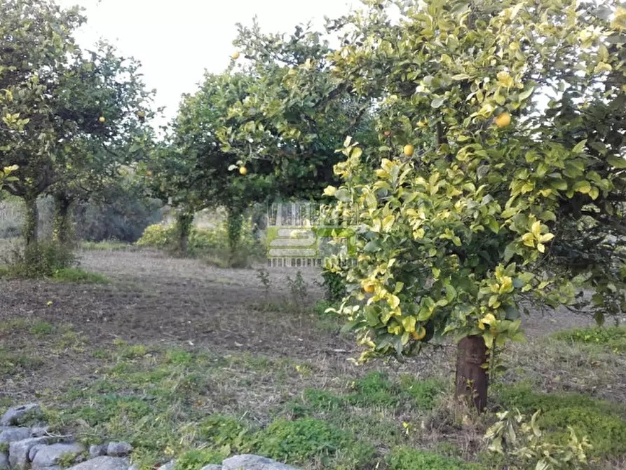 Immagine 5 di Terreno in vendita  in c/da Gallina a Avola
