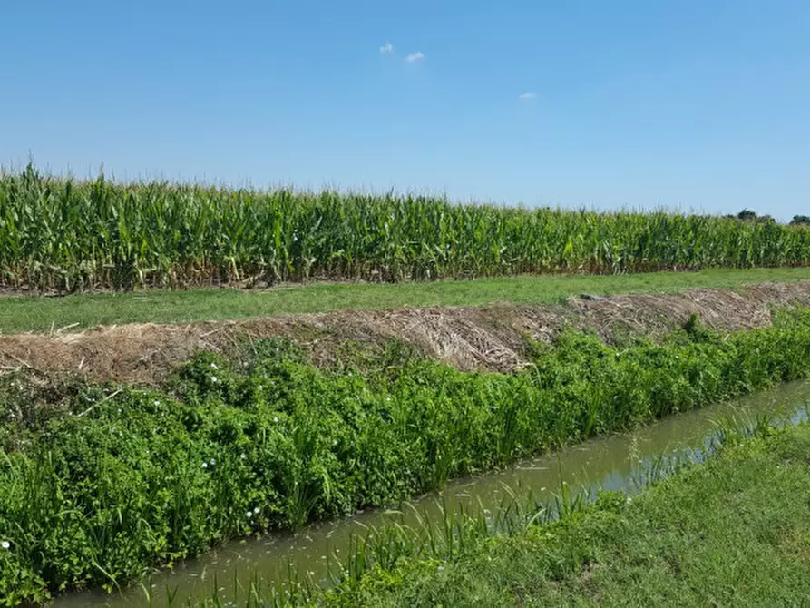 Immagine 4 di Terreno in vendita  in Via 28 aprile a Vescovana