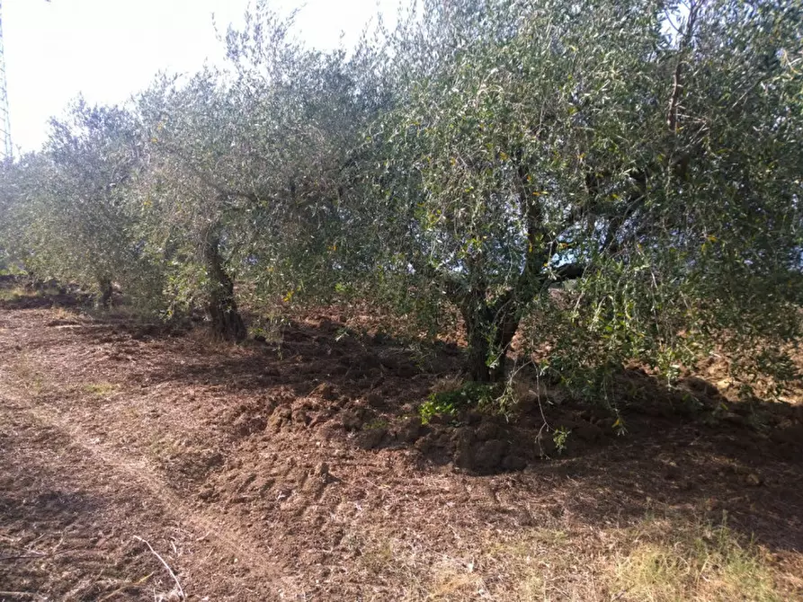 Immagine 2 di Terreno in vendita  in Contrada Pagliarone a Serre