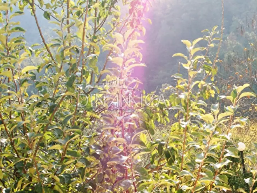 Immagine 32 di Rustico / casale in vendita  a Montecatini Terme