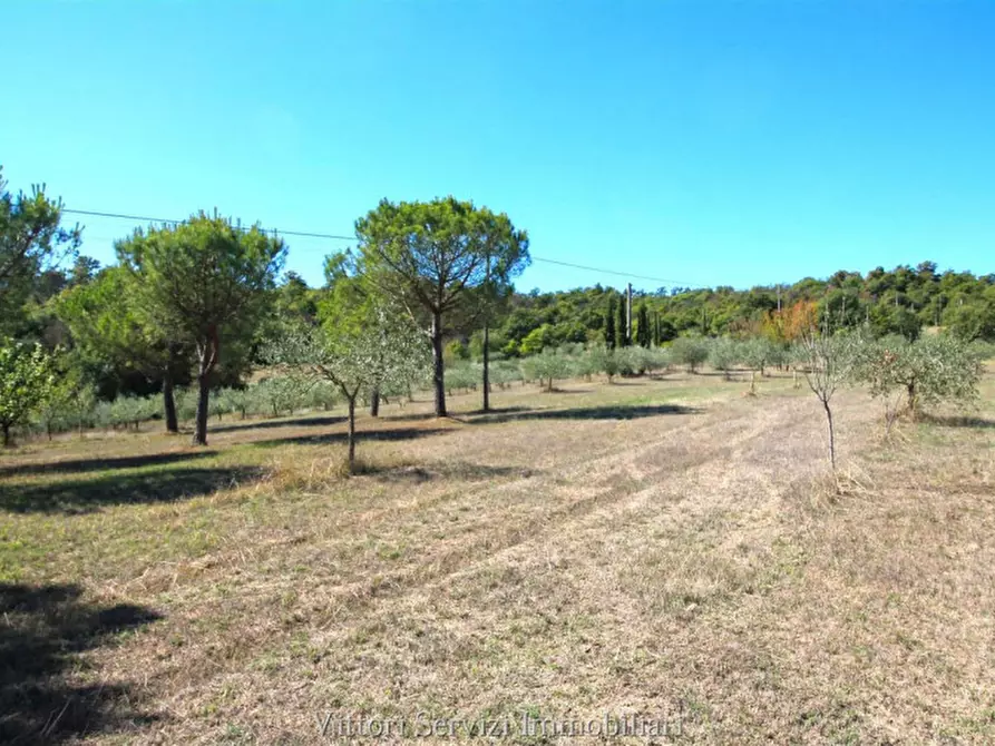 Immagine 64 di Rustico / casale in vendita  in sinalunga a Sinalunga