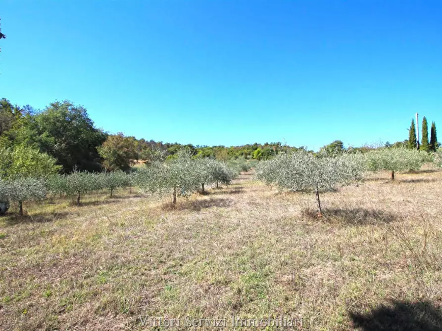 Immagine 67 di Rustico / casale in vendita  in sinalunga a Sinalunga