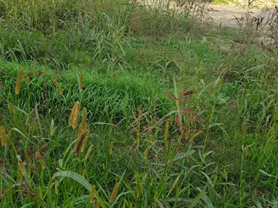 Immagine 2 di Terreno in vendita  a Vigodarzere