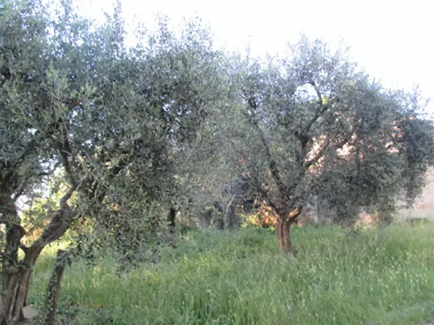 Immagine 11 di Rustico / casale in vendita  a Corinaldo