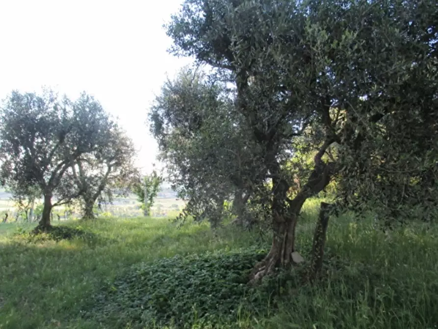 Immagine 12 di Rustico / casale in vendita  a Corinaldo