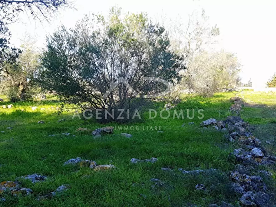 Immagine 6 di Terreno in vendita  in Madonna dell'Alto a Alliste
