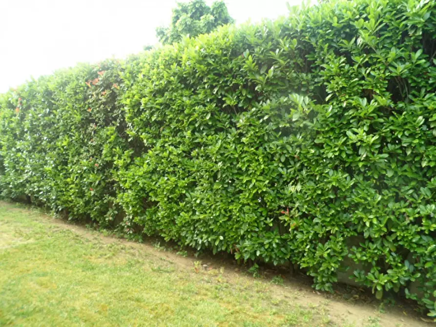 Immagine 2 di Casa trifamiliare in vendita  in via curti a Caldogno