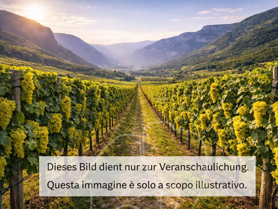 Immagine 2 di Rustico / casale in vendita  a Affi