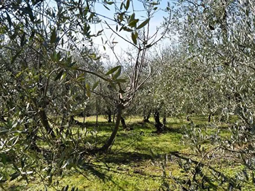 Immagine 3 di Terreno in vendita  in Malva a Terranuova Bracciolini