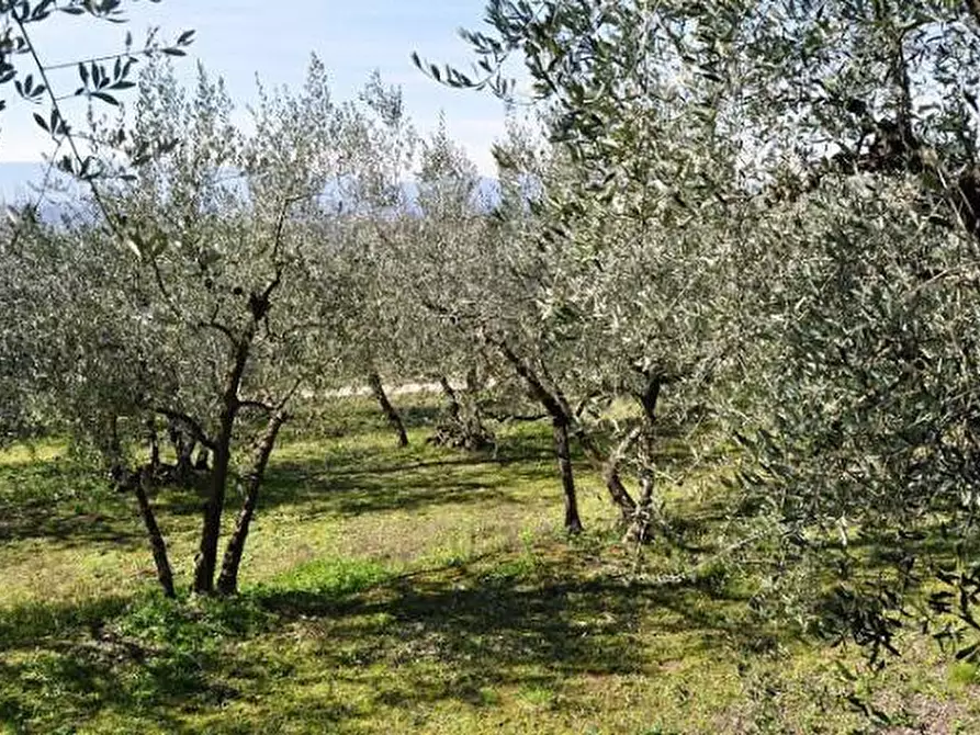 Immagine 4 di Terreno in vendita  in Malva a Terranuova Bracciolini
