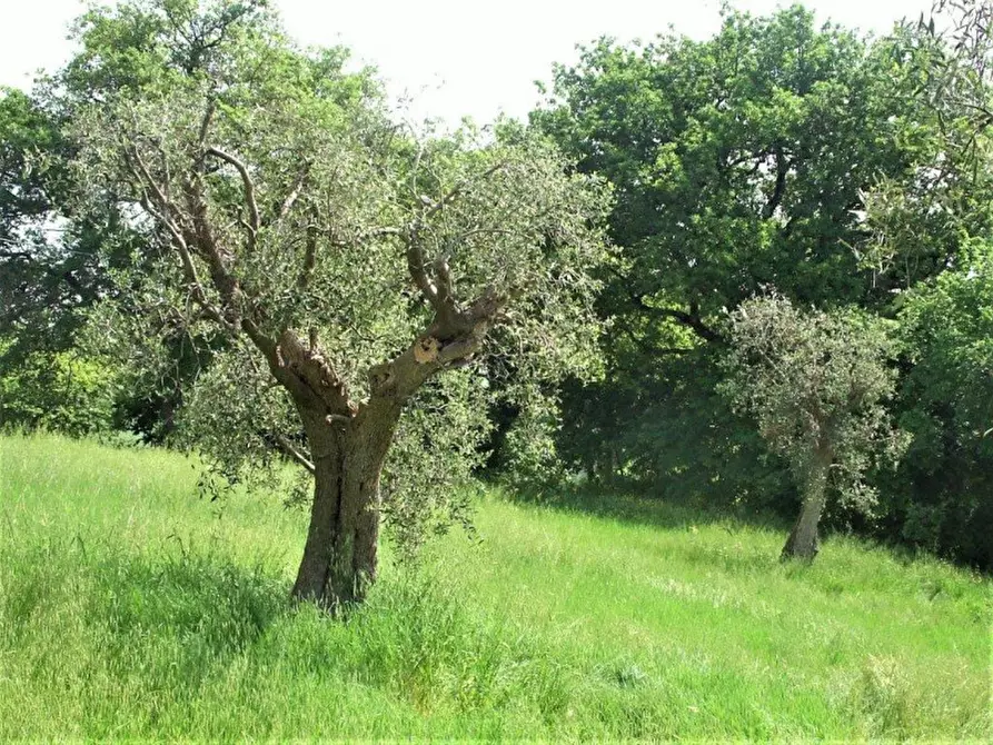 Immagine 3 di Terreno in vendita  a Corinaldo